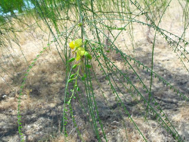 Parkinsonia aculeata